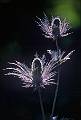 Fleurs